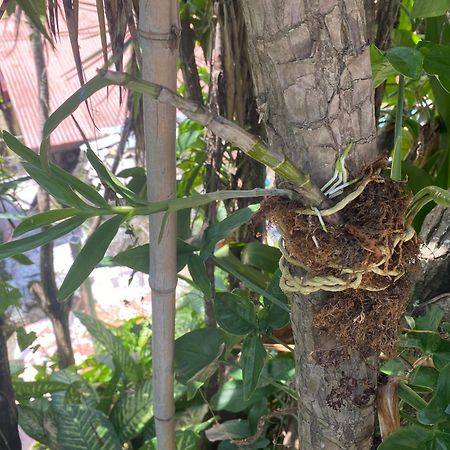 מלון Piedades Owl House מראה חיצוני תמונה