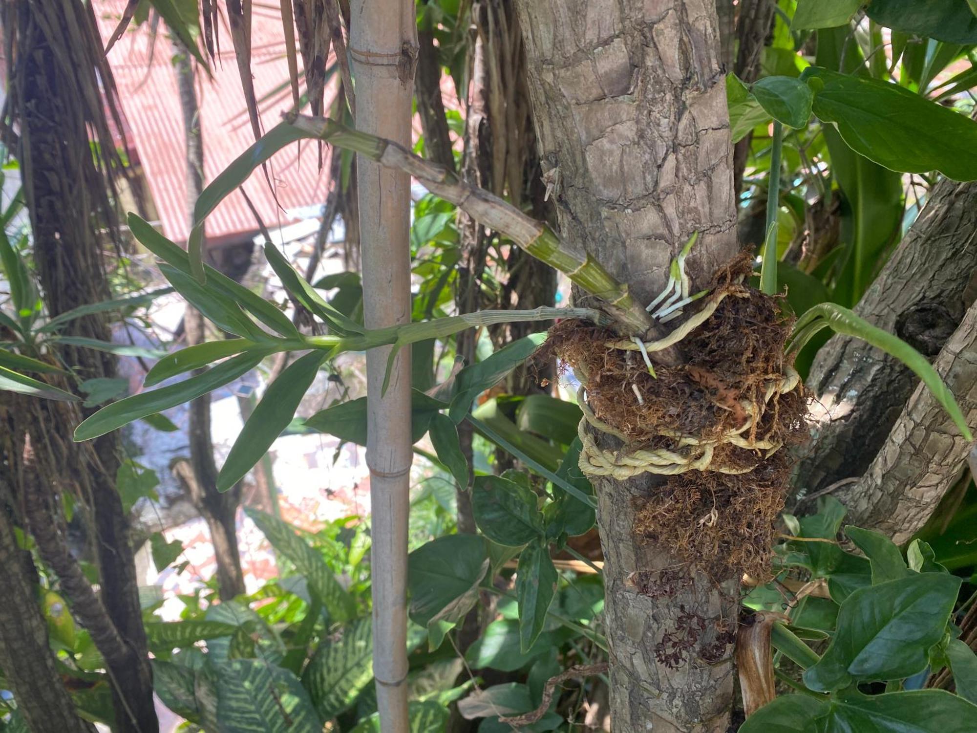 מלון Piedades Owl House מראה חיצוני תמונה